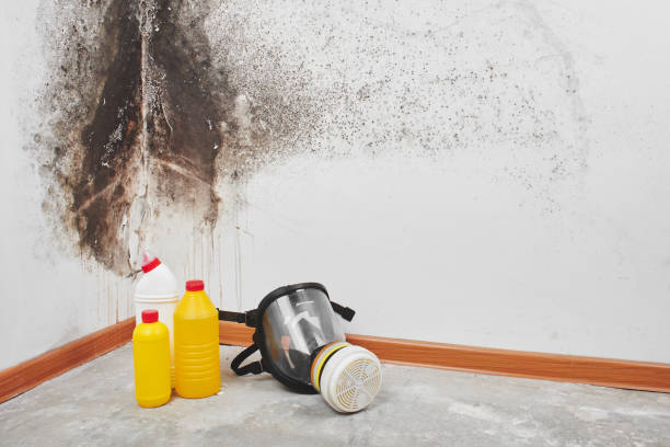 Attic Mold Removal in Leland, NC