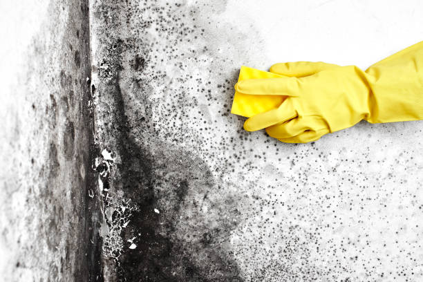Best Commercial Mold Removal  in Leland, NC