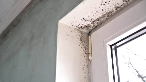 Best Attic Mold Removal  in Leland, NC