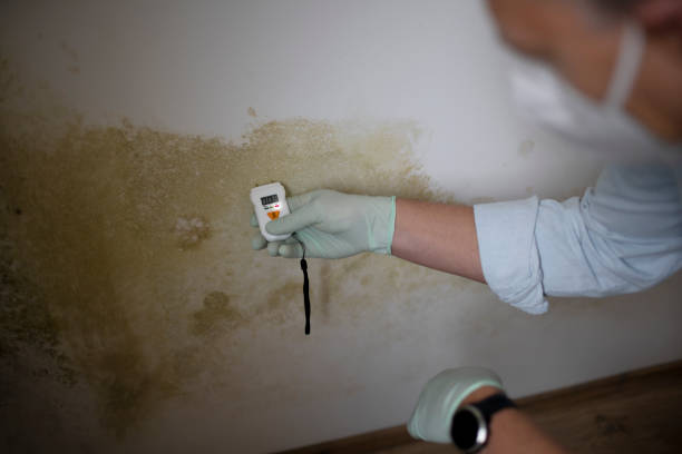 Best Mold Cleaning Services  in Leland, NC