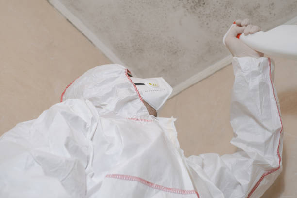 Best Mold Damage Repair  in Leland, NC