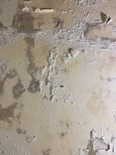 Leland, NC Mold Removal Company