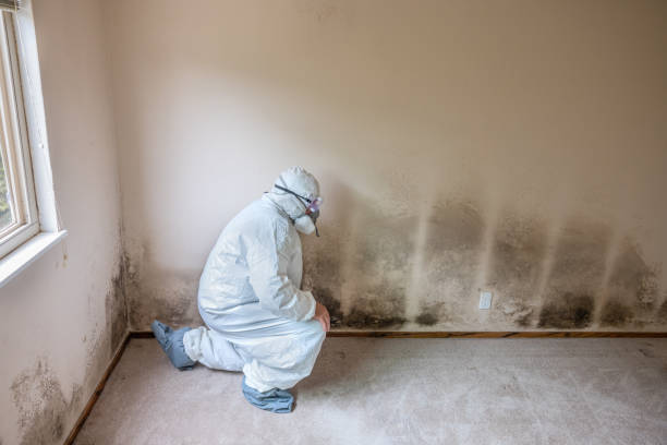 Best Affordable Mold Removal  in Leland, NC