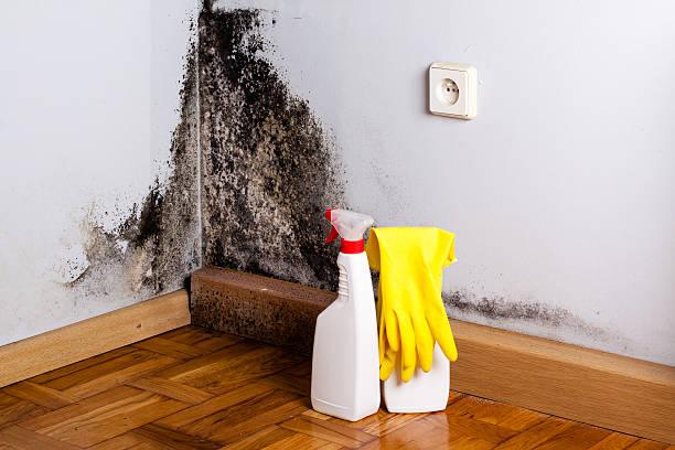 Crawl Space Mold Removal in Leland, NC