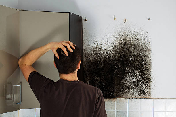 Best Black Mold Removal  in Leland, NC