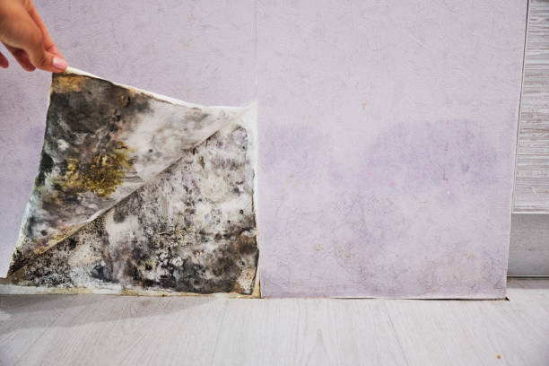 Office Mold Removal Services in Leland, NC